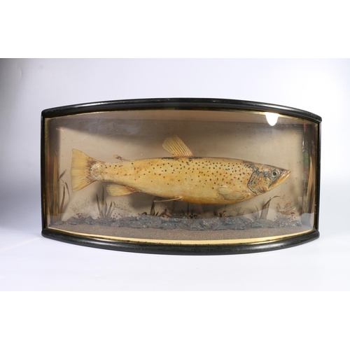 601 - Taxidermy Natural History interest, a cased specimen of a fish in a naturalistic setting, by R Ander... 