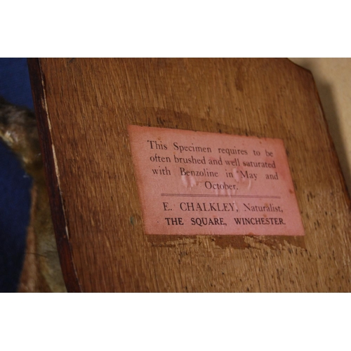 7 - Taxidermy fox head on an oak plinth, 'Avon Vale Hunt, Neston Park, 14th September 1938', label to th... 