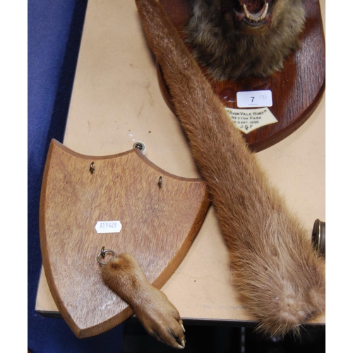 7 - Taxidermy fox head on an oak plinth, 'Avon Vale Hunt, Neston Park, 14th September 1938', label to th... 