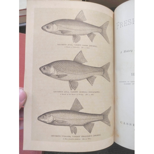 231 - SEELEY H. G.  The Fresh-Water Fishes of Europe. Litho frontis & text illus. Quarto. 18... 