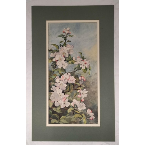 200C - Wilhemena Mary Gresley (British 1853-1933).'Muscat Roses'.Watercolour.15cm x 34cm.Inscribed and sign... 