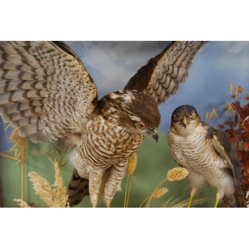 205 - Taxidermy bird group of male and female sparrowhawks perched on naturalistic tree stumps, enclosed i... 