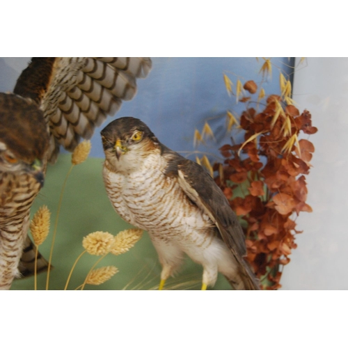 205 - Taxidermy bird group of male and female sparrowhawks perched on naturalistic tree stumps, enclosed i... 