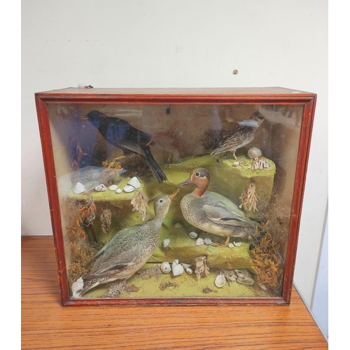 143 - Antique Victorian cased taxidermy group of water fowl to include male and female teal ducks and two ... 