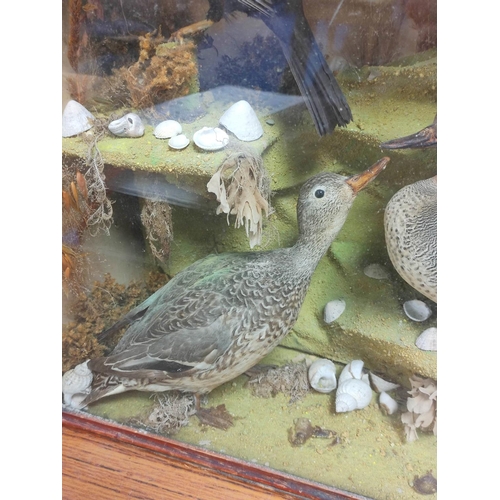 143 - Antique Victorian cased taxidermy group of water fowl to include male and female teal ducks and two ... 