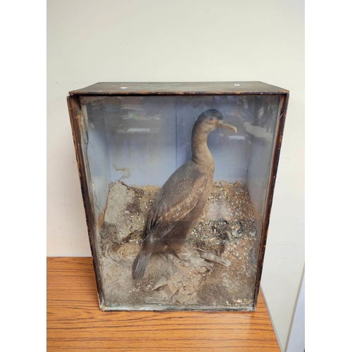 141 - Antique Victorian cased taxidermy of a European Shag (Cormorant family). Height 63cm Width 47cm.