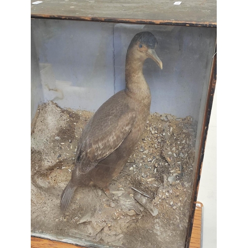 141 - Antique Victorian cased taxidermy of a European Shag (Cormorant family). Height 63cm Width 47cm.