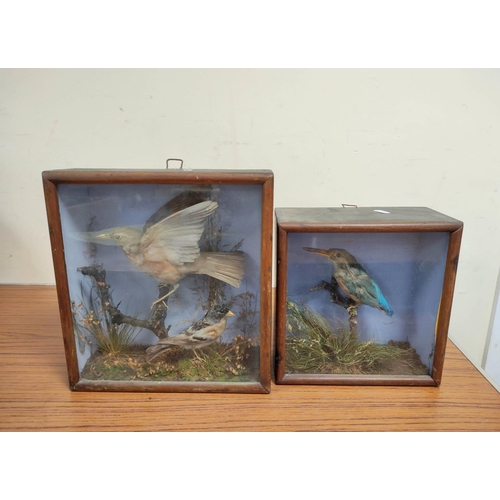 142 - Two antique Victorian cased taxidermy groups comprising a kingfisher on branch height 23cm width 24c... 