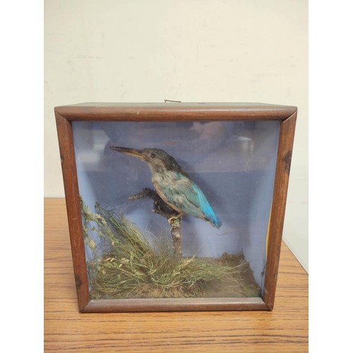 142 - Two antique Victorian cased taxidermy groups comprising a kingfisher on branch height 23cm width 24c... 