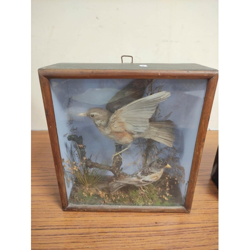 142 - Two antique Victorian cased taxidermy groups comprising a kingfisher on branch height 23cm width 24c... 