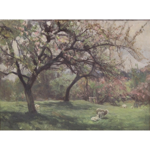 305 - Sir James Lawton Wingate (Scottish 1846-1924).Spring lambing - sheep and lambs in a paddock.Oil on c... 