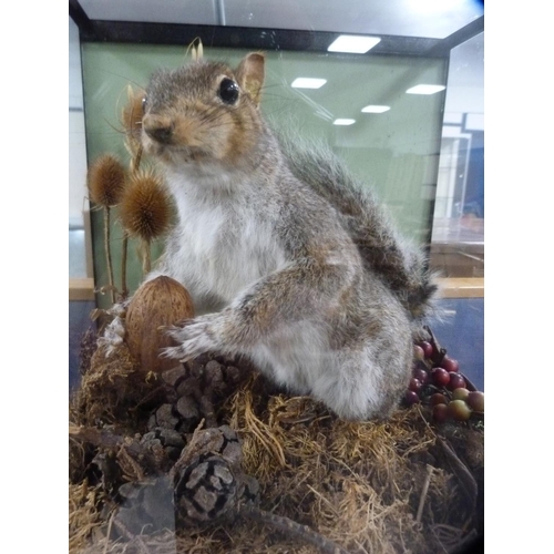 30 - Taxidermy model of a grey squirrel holding a nut, in a glazed display case.