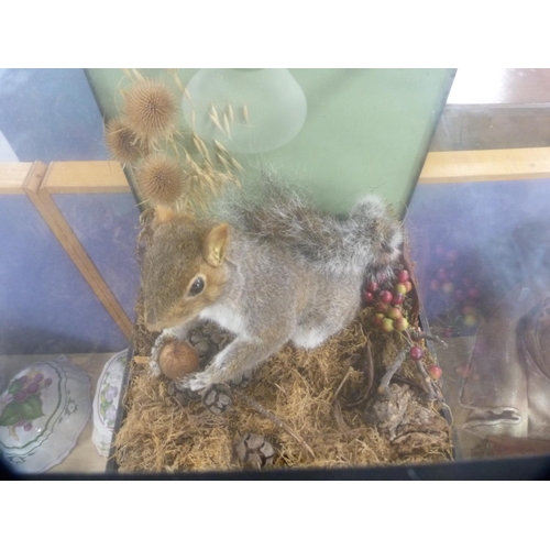 30 - Taxidermy model of a grey squirrel holding a nut, in a glazed display case.