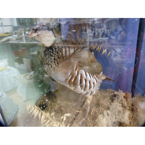 31 - Taxidermy model of a partridge, in a glazed display case.