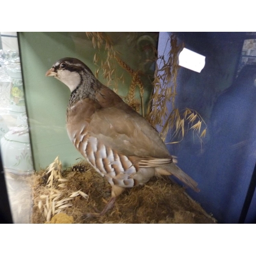 31 - Taxidermy model of a partridge, in a glazed display case.