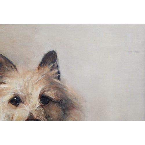 373 - Sam Fulton (Scottish 1855-1943) Framed oil on board, signed, label verso 'Portrait of a Terrier' 41c... 