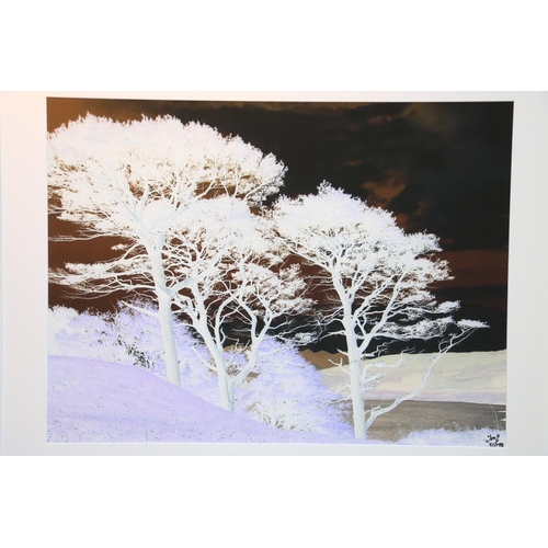 577 - Large photographic print of trees in a landscape, signed 'Jon' lower right, 21/195, 59cm x 79cm, fra... 