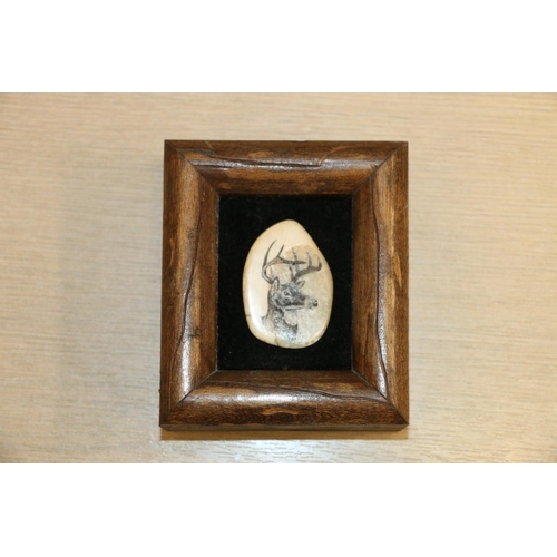 11A - Framed slice of stag horn decorated with scrimshaw work stag, signed AL.