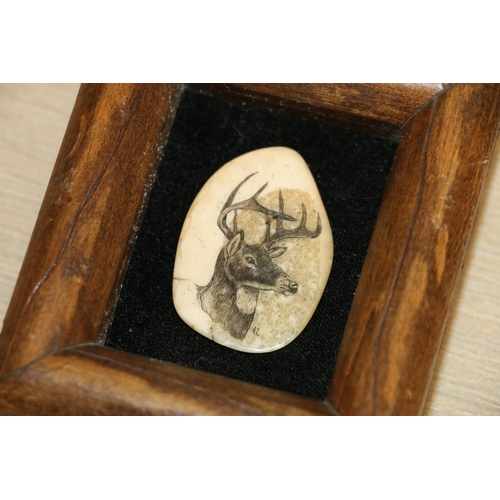 11A - Framed slice of stag horn decorated with scrimshaw work stag, signed AL.