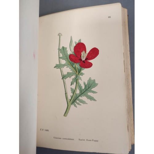51 - SOWERBY J. E. & others.  English Botany or Coloured Figures of British Plants. 161 col. plates. ... 