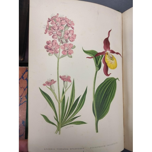 71 - WOOSTER DAVID.  Alpine Plants. 2 vols. (First & Second Series). Many col. plates. Large 8vo. Ori... 