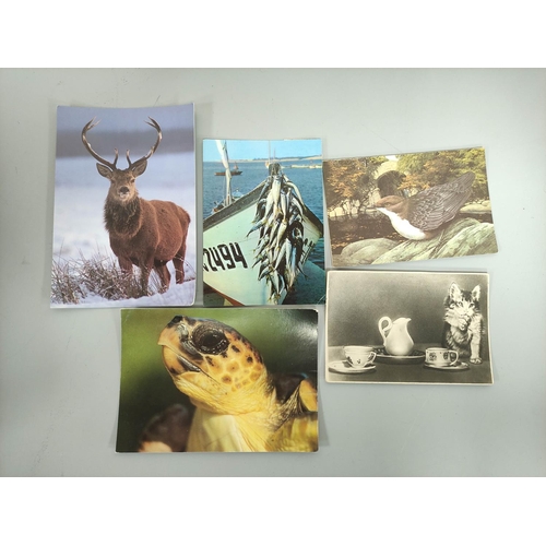 216 - Box containing approximately 600 postcards relating to wildlife dating predominantly from the 1950s-... 