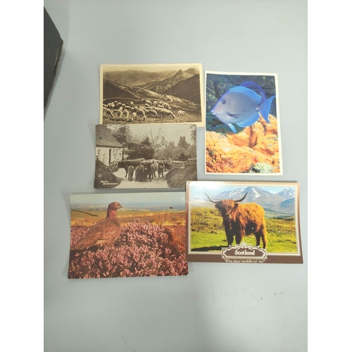 217 - Box containing approximately 500 postcards relating to wildlife dating predominantly from the 1950s-... 