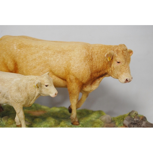 275 - Border Fine Arts group, 'Blonde D'Aquitaine' cow and calf from the Farming Today range, A9776, on na... 