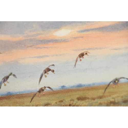 203 - JOHN CYRIL HARRISON (1898-1985) *ARR* Early Comers (Mallard) Watercolour, signed lower right, 23cm x... 