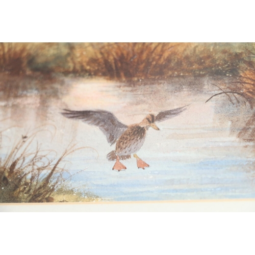 203 - JOHN CYRIL HARRISON (1898-1985) *ARR* Early Comers (Mallard) Watercolour, signed lower right, 23cm x... 