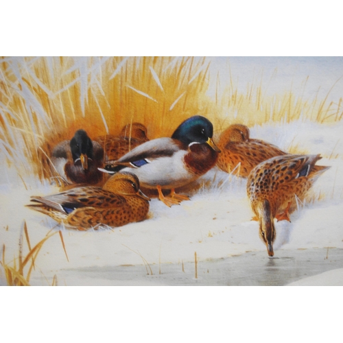 358 - After Archibald Thorburn (Scottish, 1860 - 1935)Mallard and TealSigned and dated, limited edition pr... 