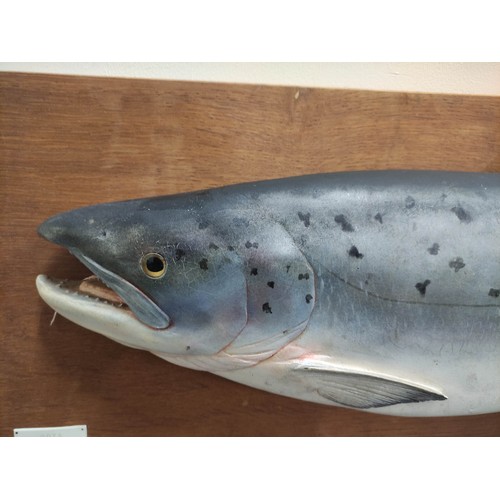 540 - Angling. Carved and painted wood model of a salmon by Rowland Ward. 