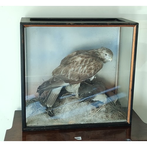 569 - Victorian taxidermy figure of a Buzzard preying on a duck, in black ebonised glazed case, 56cm.