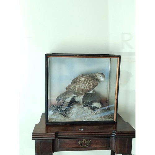 569 - Victorian taxidermy figure of a Buzzard preying on a duck, in black ebonised glazed case, 56cm.