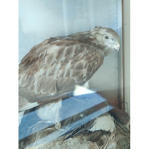 569 - Victorian taxidermy figure of a Buzzard preying on a duck, in black ebonised glazed case, 56cm.