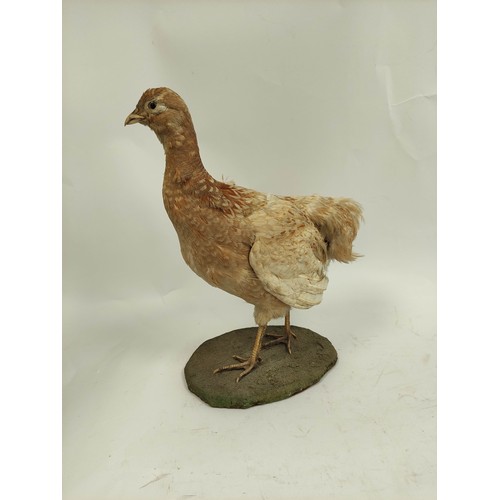 570 - Antique taxidermy figure of a female Grouse on wooden base, approx. 41cm high.