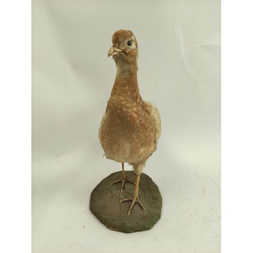 570 - Antique taxidermy figure of a female Grouse on wooden base, approx. 41cm high.