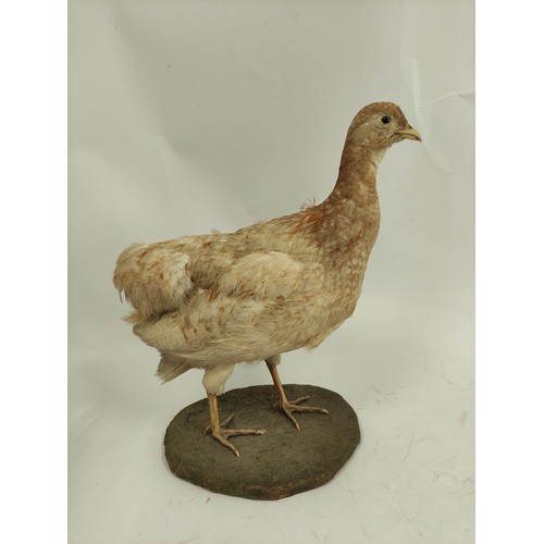 570 - Antique taxidermy figure of a female Grouse on wooden base, approx. 41cm high.