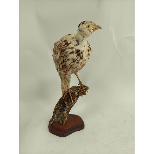 571 - Antique taxidermy figure of a female Common Ring Necked Pheasant perched on a branch, raised on wood... 