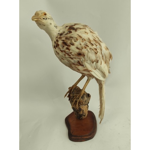 571 - Antique taxidermy figure of a female Common Ring Necked Pheasant perched on a branch, raised on wood... 