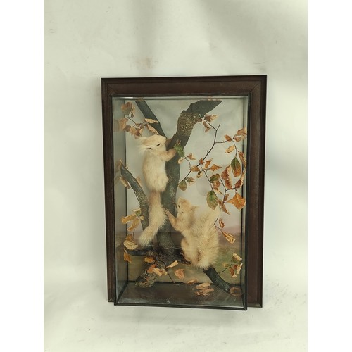 572 - Victorian taxidermy figure group of of two red squirrels scaling a branch in ebonised glazed case, l... 