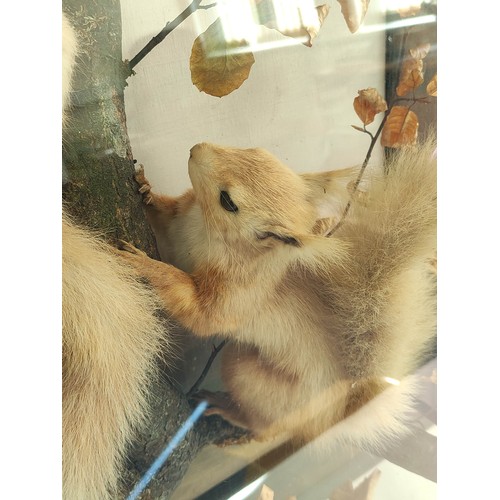 572 - Victorian taxidermy figure group of of two red squirrels scaling a branch in ebonised glazed case, l... 