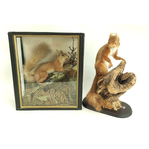 573 - Two antique taxidermy figures of Red Squirrels, one in ebonised glazed case, amongst branches and fo... 