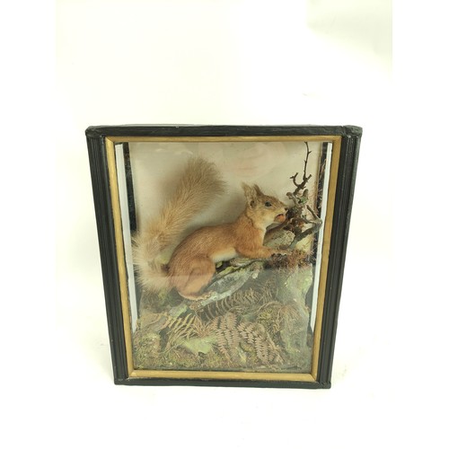 573 - Two antique taxidermy figures of Red Squirrels, one in ebonised glazed case, amongst branches and fo... 