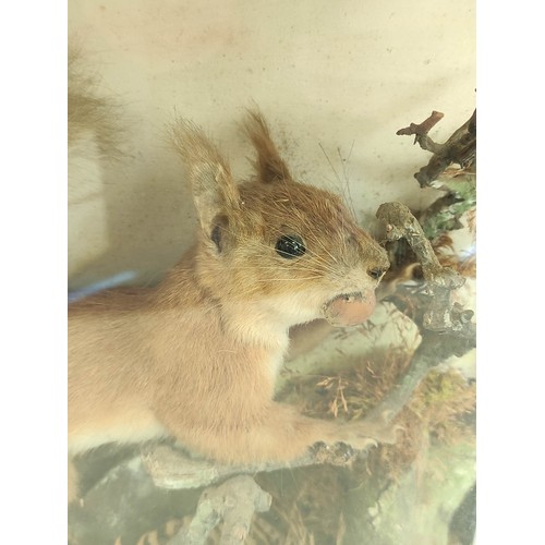 573 - Two antique taxidermy figures of Red Squirrels, one in ebonised glazed case, amongst branches and fo... 