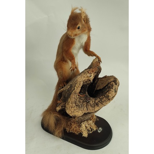 573 - Two antique taxidermy figures of Red Squirrels, one in ebonised glazed case, amongst branches and fo... 