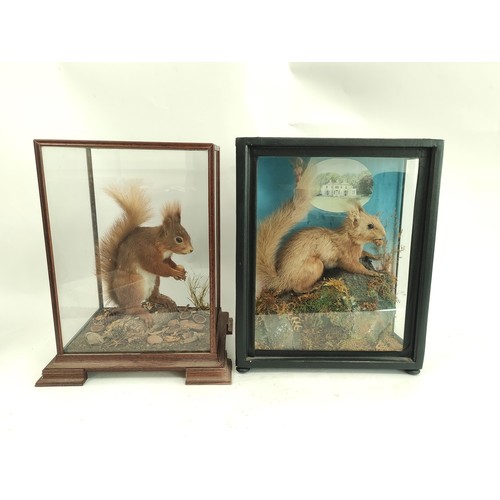 574 - Two antique taxidermy figures of Red Squirrels, one in mahogany glazed case with removable lid, the ... 