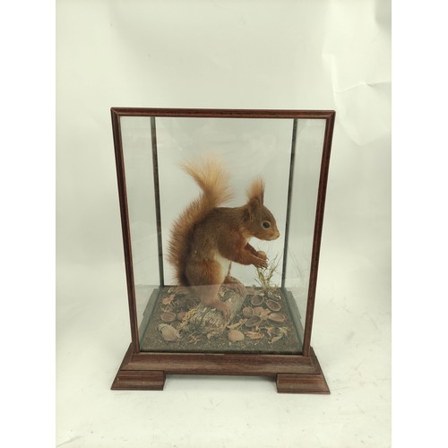 574 - Two antique taxidermy figures of Red Squirrels, one in mahogany glazed case with removable lid, the ... 