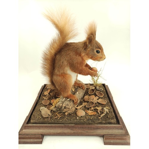 574 - Two antique taxidermy figures of Red Squirrels, one in mahogany glazed case with removable lid, the ... 