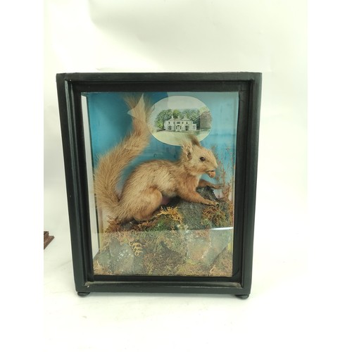 574 - Two antique taxidermy figures of Red Squirrels, one in mahogany glazed case with removable lid, the ... 